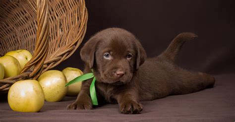 Chocolate Lab Names - Great Ideas For Naming Your Puppy