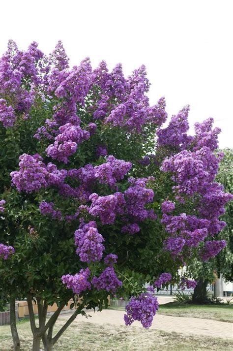 Catawba Purple Crape Myrtle, 10 seeds, Lagerstromia Indica | Trees for ...