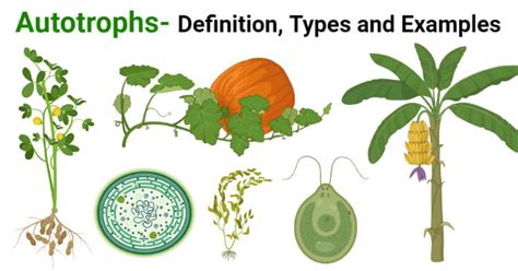 Autotrophs- Definition, Types and 4 Examples - Microbe Notes