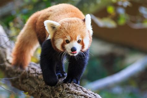 Una foresta con 20mila alberi per salvare il panda rosso | Ohga!