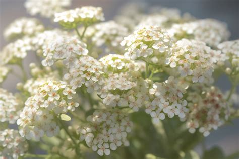 Alyssum Flower Meaning, Symbolism & Spiritual Significance - Foliage ...