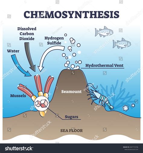 1 Chemoautotrophs Stock Vectors and Vector Art | Shutterstock