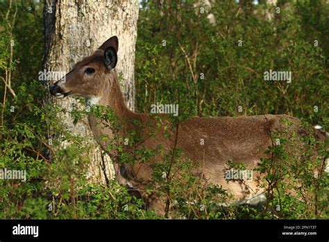 Cute baby deer in a forest Stock Photo - Alamy