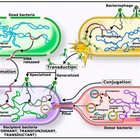 Involved mechanisms in horizontal gene transfer. Transduction ...