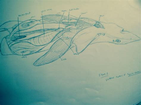 Internal Anatomy of Spiny Dogfish Shark by Umbra-Nine on DeviantArt