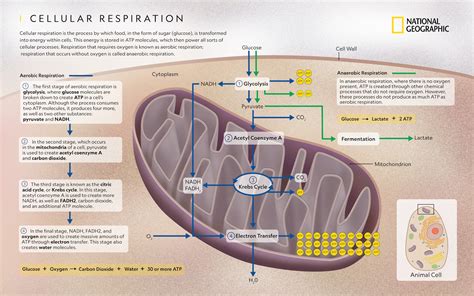 Cellular Respiration In Plants Diagram