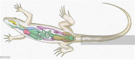 Internal anatomy of a female lizard 2 Diagram | Quizlet