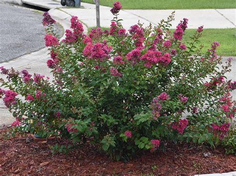 Crape myrtle is garden must-have in the South | Mississippi State ...