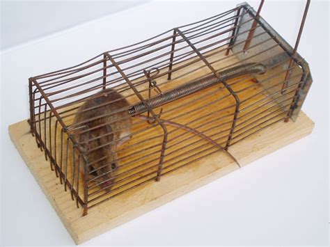 Rat Traps | Effective Rat Control