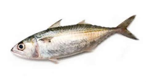 Mackerel Large Ayala Fish at Rs 260/kilogram | Indian Mackerel in ...