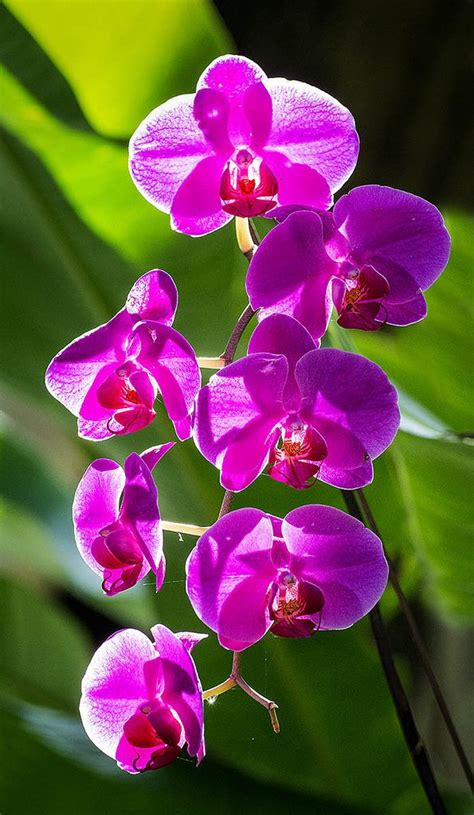 Orchids in the Garden. Fairchild Tropical Botanic Garden. | Wonderful ...