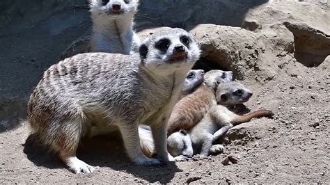 Baby Meerkats introduced to Los Angeles Zoo - YouTube