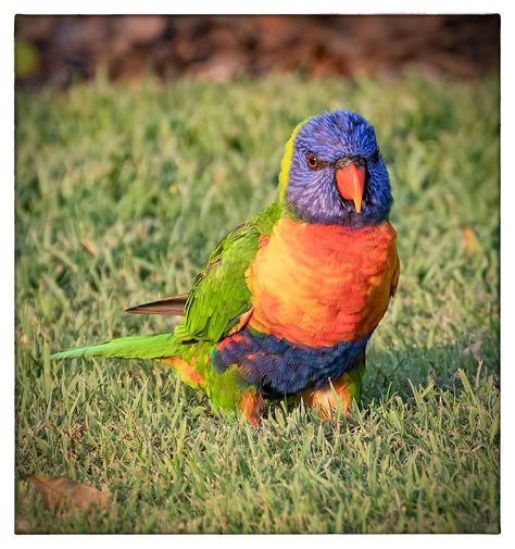 Rainbow Lorikeet - Burrum Heads, Qld | Australian parrots, Cockatoo ...