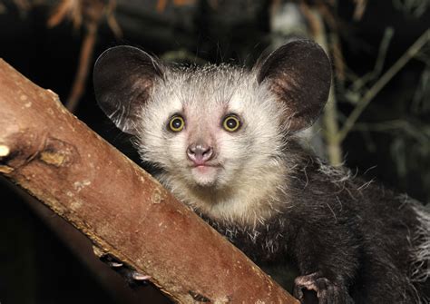 Aye-Aye | Duke Lemur Center