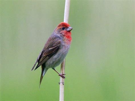 Common Rosefinch - eBird