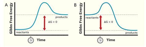 Solved A. 1.Define what an endergonic and exergonic reaction | Chegg.com