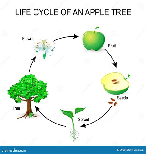 Apple Tree Life Cycle | ubicaciondepersonas.cdmx.gob.mx