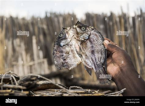 Tigerfish hi-res stock photography and images - Alamy