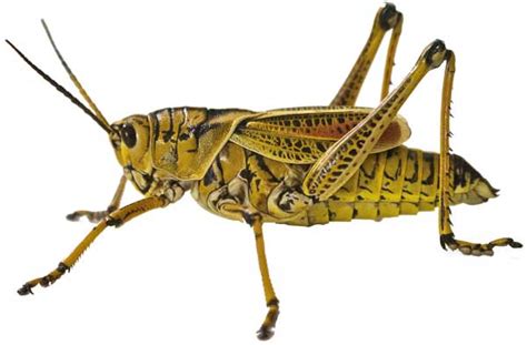 Grasshopper: (Facts + Diet + Habitat) - Science4Fun