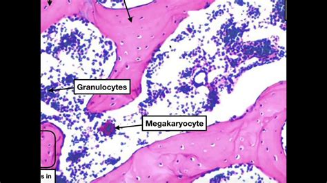 Spongy Vs Compact Bone Histology