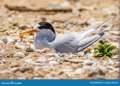 Australian Fairy Tern in Western Australia Stock Photo - Image of ...