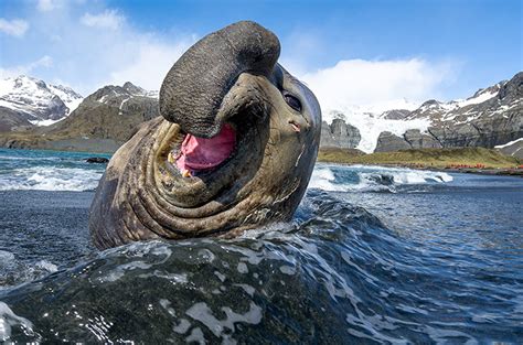 Antarctic Wildlife - ANTARCTICA