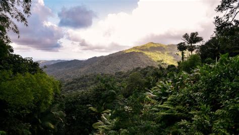 180+ Caribbean National Forest Photos Stock Photos, Pictures & Royalty ...