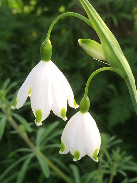 Beautiful Celesta Tulips for Your Garden