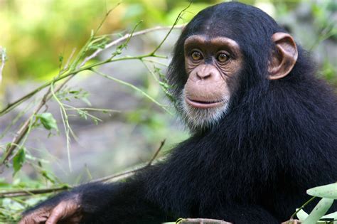 50 Chimpanzee Facts About The Great Ape - Facts.net