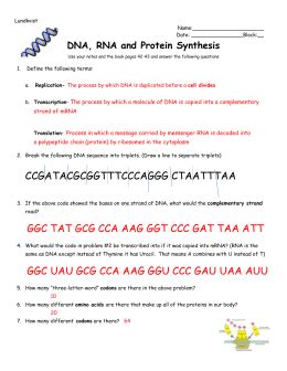 Dna Replication Practice Worksheet Answer Key Pdf – Askworksheet