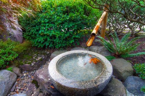 Bamboo Water Fountain In Japanese Garden Stock Photo - Image: 11793296