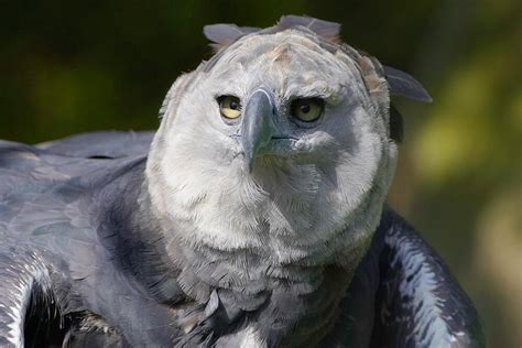 Harpy Eagle | San Diego Zoo Animals & Plants