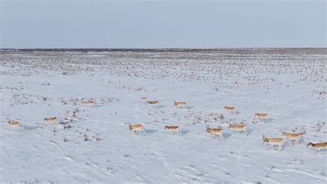 "Saiga Tatarica" Images – Browse 2,618 Stock Photos, Vectors, and Video ...