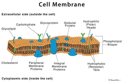 Structure Of Plasma Membrane Diagram / Components And Structure ...