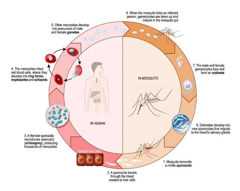 Life cycle of plasmodium:. Plasmodium is a protozoan… | by Shuaib md ...