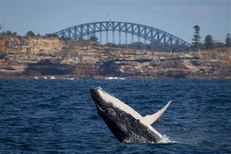 Juvenile Humpback Whale Calf Breaching with the Sydney Harbour Bridge ...