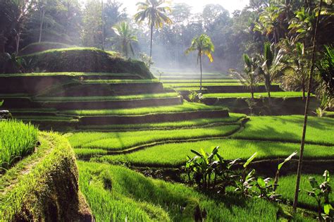 8 Best Bali Rice Terraces - Most Popular Places to See Rice Paddies in Bali