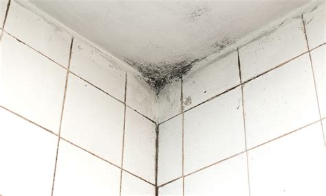 A Guide to Preventing Mould on Your Bathroom Ceiling | Igloo Surfaces