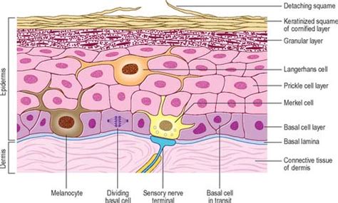 Keratinocytes: Their Purpose, Their Subtypes and Their Lifecycle ...