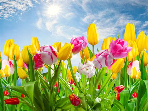 Spring Desktop Wallpapers - Top Free Spring Desktop Backgrounds ...