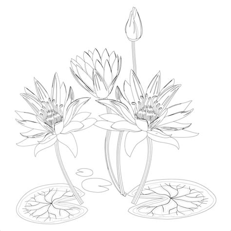 Premium Vector | Water lily outline black and white flower coloring page