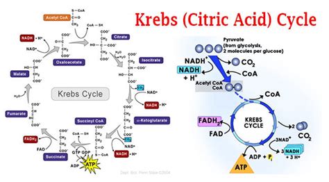 Krebs (Citric Acid) Cycle Steps by Steps Explanation - Microbiology ...