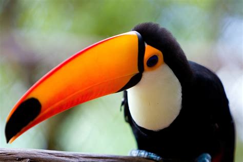 Brazilian toucan bird! 1 Free Photo Download | FreeImages