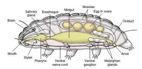 What are Tardigrades? (Tardigrades Under a Microscope) – Microscope Clarity