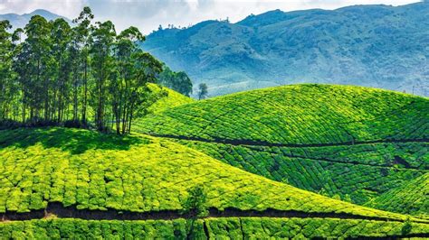 Green tea plantations in Munnar, Kerala, India | Windows 10 Spotlight ...