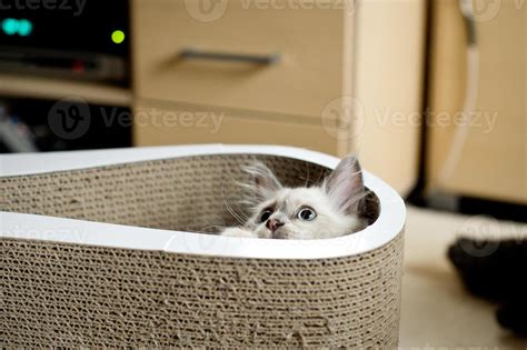 Hiding cat 800309 Stock Photo at Vecteezy