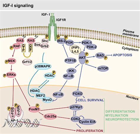 Insulin-like growth factor-I signaling. | Download Scientific Diagram