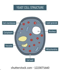 Multicellular Organisms Diagram