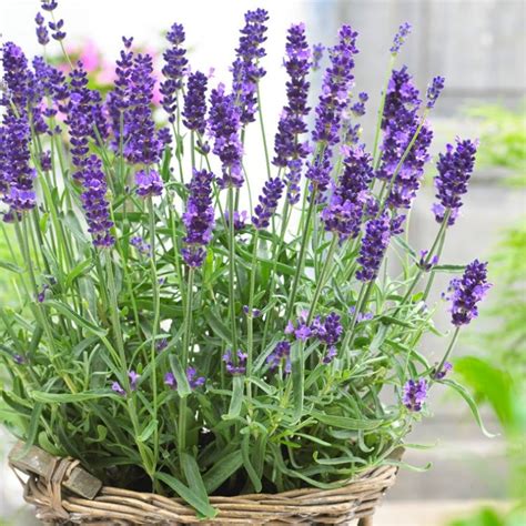 Lavender English (Lavandula Angustifolia Mill.) Flower Plant Heirloom ...