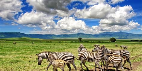 Tanzania Safaris | Luxury Bespoke Vacations | Yellow Zebra Safaris